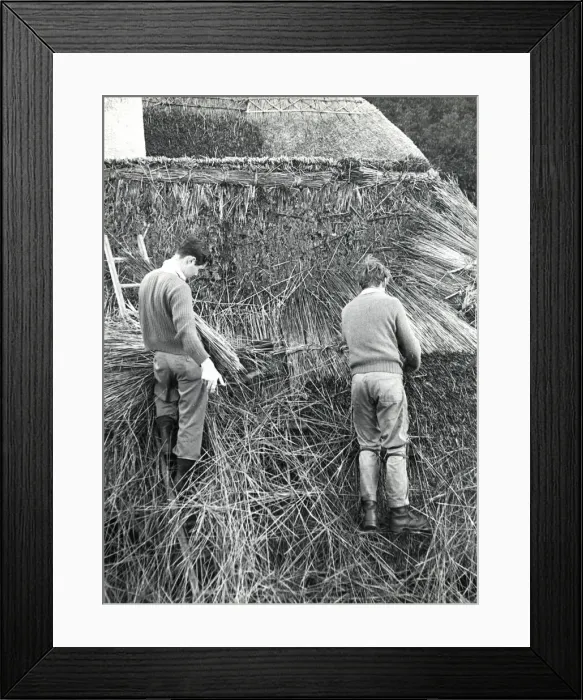 Framed Print : Two men thatching a roof, Lamorna Cove, Cornwall Framed Print : Two men thatching a roof, Lamorna Cove, Cornwall