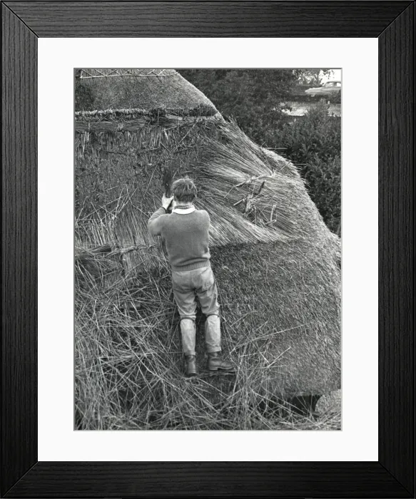 Framed Print : Young man thatching a roof, Lamorna Cove, Cornwall Framed Print : Young man thatching a roof, Lamorna Cove, Cornwall