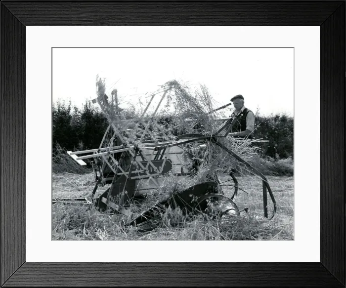 Framed Print : Farmhand using traditional binder at harvest time, Cornwall Framed Print : Farmhand using traditional binder at harvest time, Cornwall