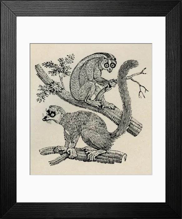 Framed Print : Monkeys. The Varied Monkey or Mona on tree branches. Artist: Thomas Bewick Framed Print : Monkeys. The Varied Monkey or Mona on tree branches. Artist: Thomas Bewick