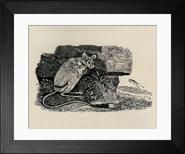 Framed Print : Kangaroo rat Framed Print : Kangaroo rat