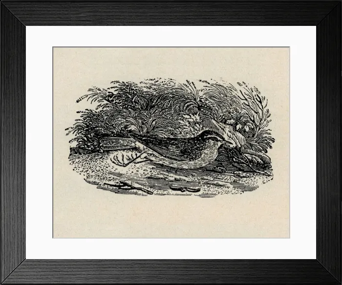 Framed Print : Redwing. Artist: Thomas Bewick Framed Print : Redwing. Artist: Thomas Bewick