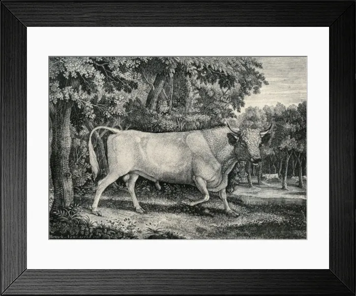 Framed Print : Wild Bull of Chillingham Castle Framed Print : Wild Bull of Chillingham Castle