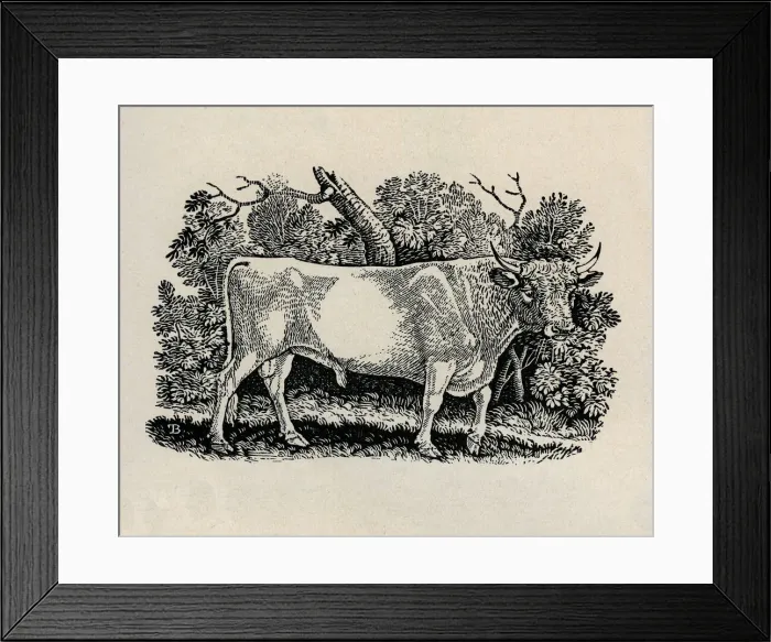 Framed Print : Bull. Artist: Thomas Bewick Framed Print : Bull. Artist: Thomas Bewick