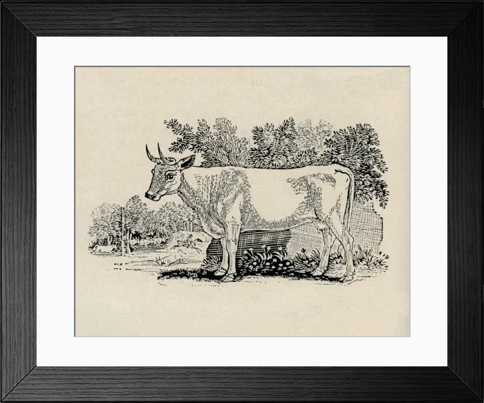 Framed Print : Cow. Artist: Thomas Bewick Framed Print : Cow. Artist: Thomas Bewick