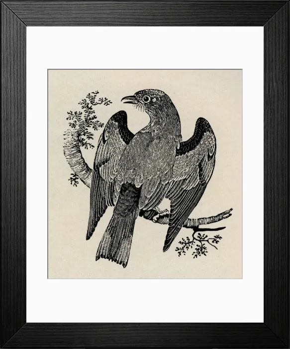 Framed Print : Cuckoo with spread wings on branch. Artist: Thomas Bewick Framed Print : Cuckoo with spread wings on branch. Artist: Thomas Bewick