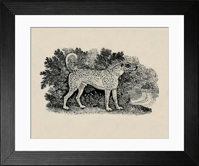 Framed Print : Dalmatian dog. Artist: Thomas Bewick Framed Print : Dalmatian dog. Artist: Thomas Bewick
