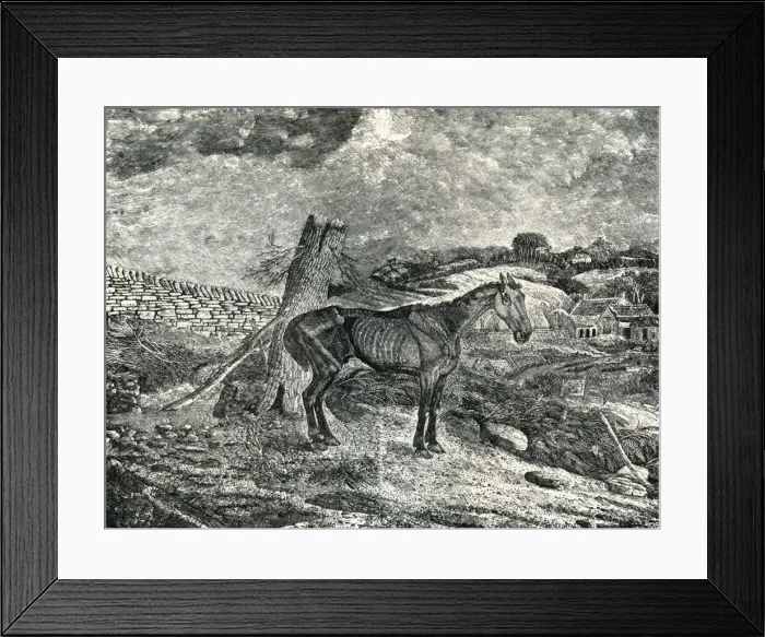 Framed Print : Emaciated horse Framed Print : Emaciated horse