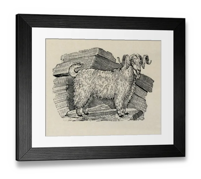 Framed Print : Sheep. Long haired sheep on rocks. Artist: Thomas Bewick Framed Print : Sheep. Long haired sheep on rocks. Artist: Thomas Bewick