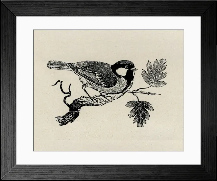 Framed Print : Great tit sitting on branch. Artist: Thomas Bewick Framed Print : Great tit sitting on branch. Artist: Thomas Bewick
