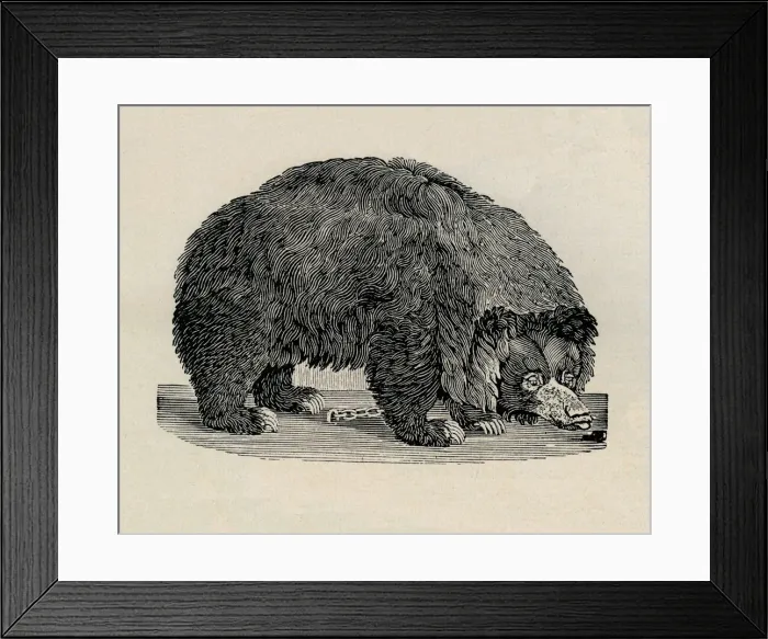 Framed Print : Grizzly bear Framed Print : Grizzly bear