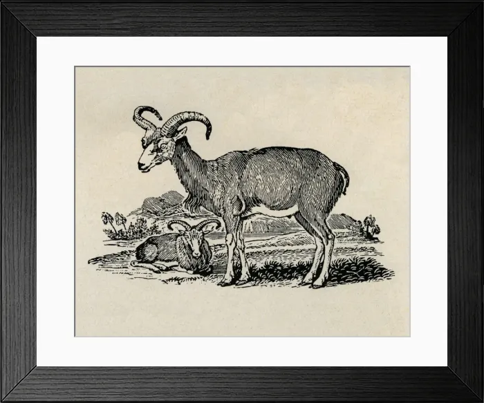 Framed Print : Ibex. Two Ibex. Artist: Thomas Bewick Framed Print : Ibex. Two Ibex. Artist: Thomas Bewick