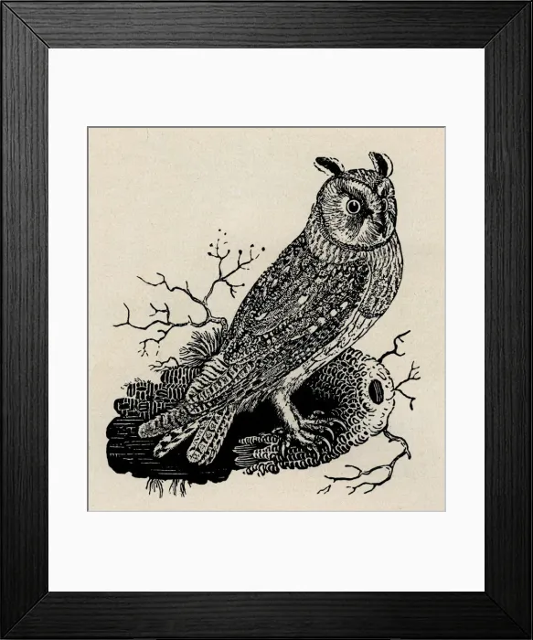 Framed Print : Owl. Long-eared owl. Artist: Thomas Bewick Framed Print : Owl. Long-eared owl. Artist: Thomas Bewick