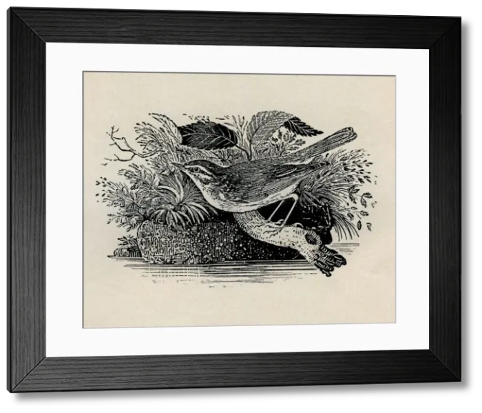 Framed Print : Sedge Warbler Framed Print : Sedge Warbler