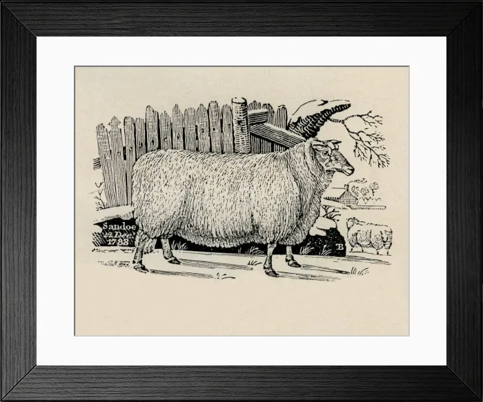Framed Print : Sheep sheltering beside fence in snow. Artist: Thomas Bewick Framed Print : Sheep sheltering beside fence in snow. Artist: Thomas Bewick