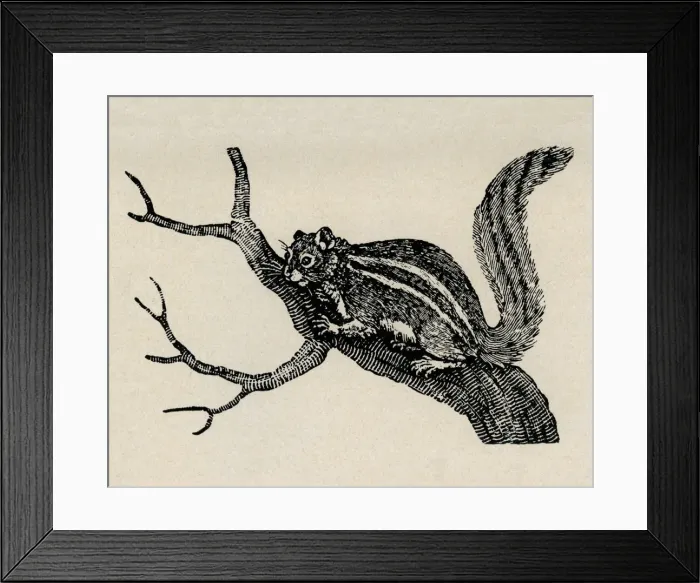 Framed Print : Siberian chipmunk Framed Print : Siberian chipmunk