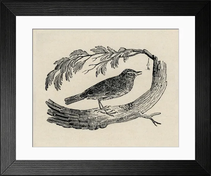 Framed Print : Song Thrush Framed Print : Song Thrush
