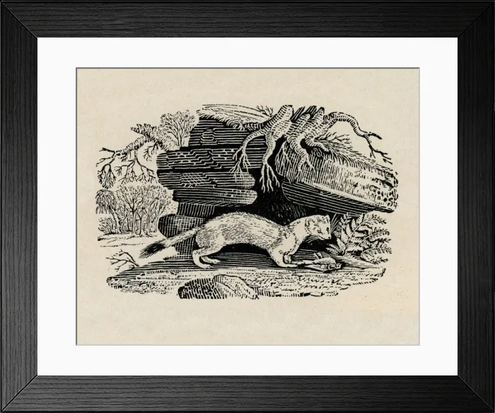 Framed Print : Stoat with dead bird, by Thomas Bewick Framed Print : Stoat with dead bird, by Thomas Bewick