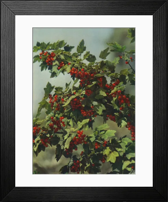 Framed Print : Redcurrants Framed Print : Redcurrants