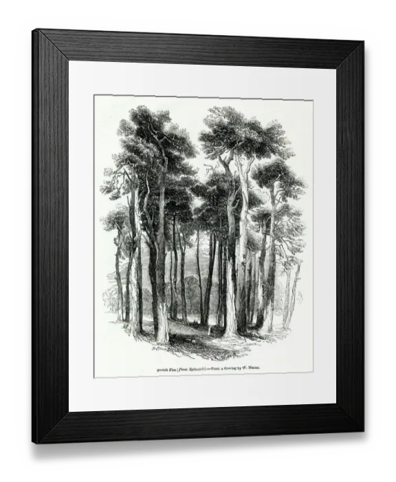 Framed Print : Scots firs, or Scots pines, Pinus sylvestris Framed Print : Scots firs, or Scots pines, Pinus sylvestris