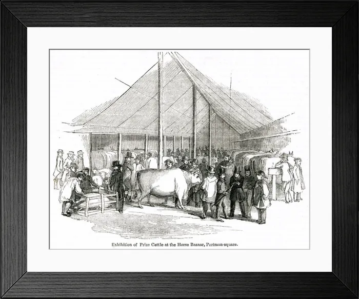 Framed Print : Exhibition of prize cattle, Portman Square, London Framed Print : Exhibition of prize cattle, Portman Square, London
