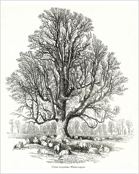 Elm tree, Ulmus campestris, in winter