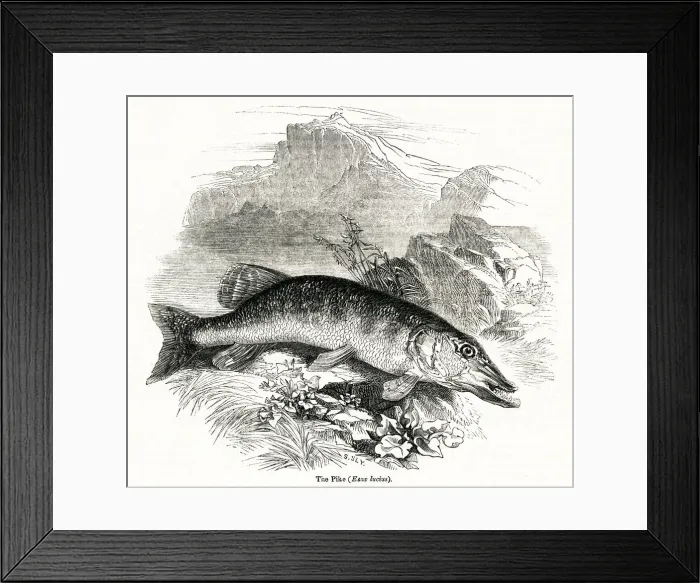 Framed Print : Pike, Northern Pike, Esox lucius Framed Print : Pike, Northern Pike, Esox lucius