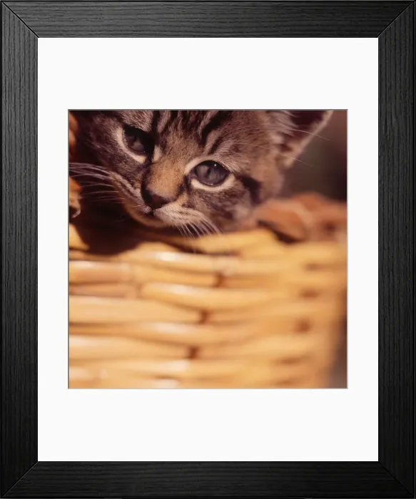 Framed Print : (insert) Framed Print : (insert)