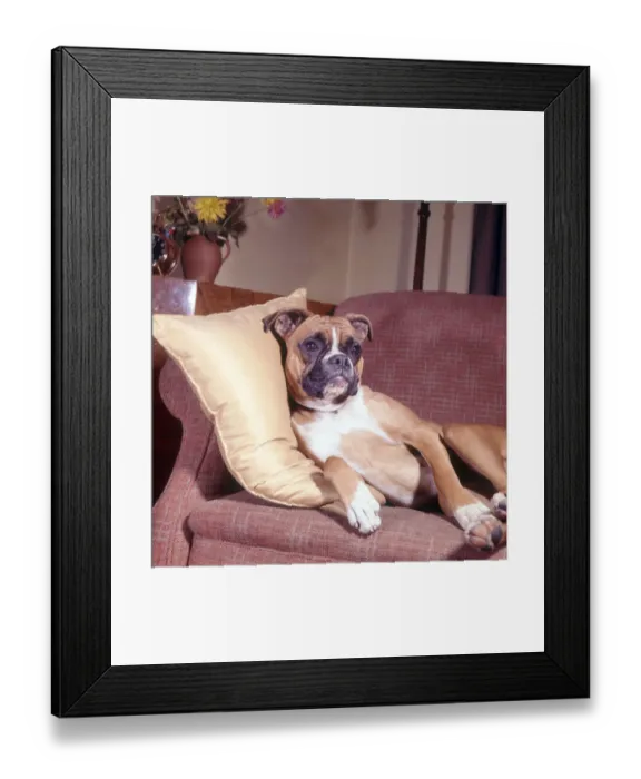 Framed Print : (insert) Framed Print : (insert)