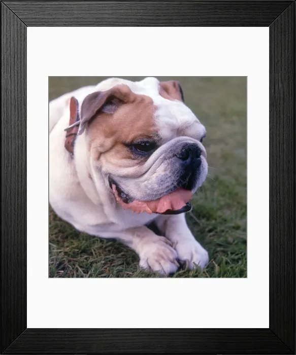 Framed Print : (insert) Framed Print : (insert)