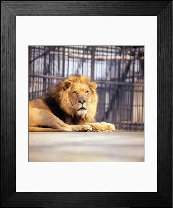 Framed Print : (insert) Framed Print : (insert)