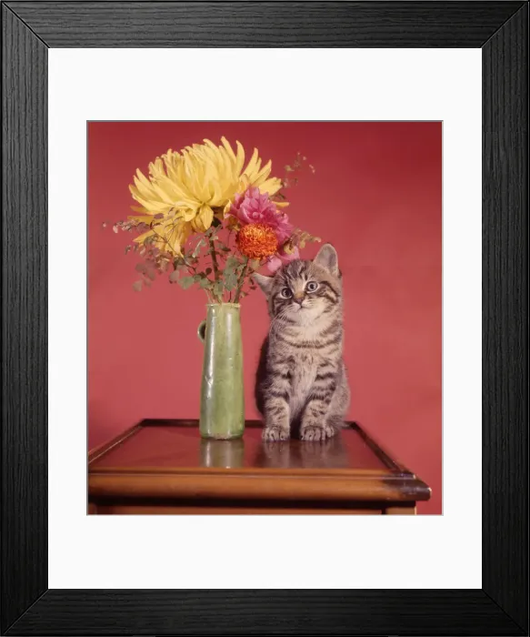 Framed Print : (insert) Framed Print : (insert)