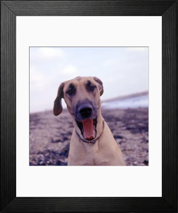Framed Print : (insert) Framed Print : (insert)