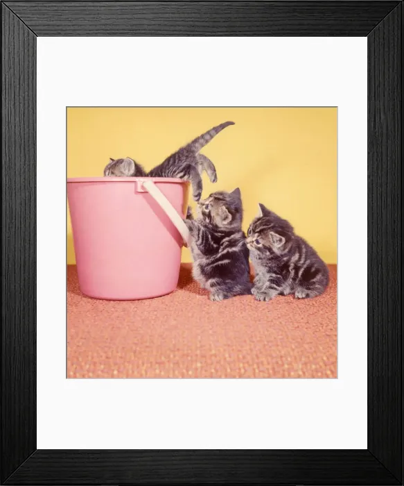 Framed Print : (insert) Framed Print : (insert)
