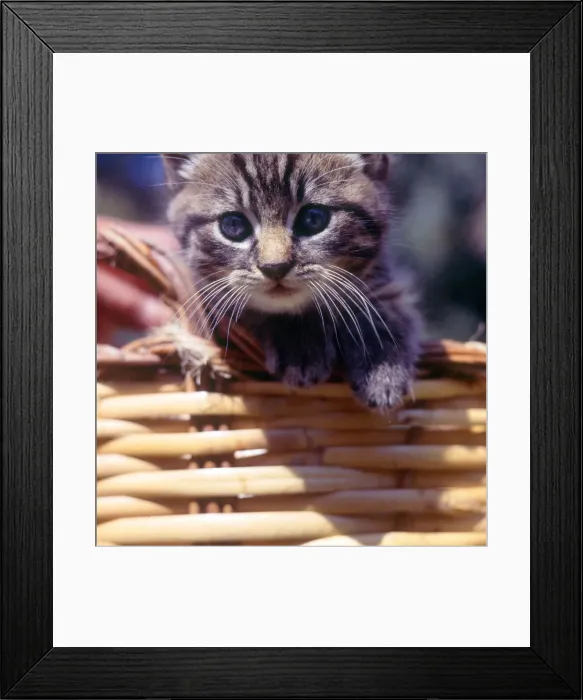 Framed Print : (insert) Framed Print : (insert)