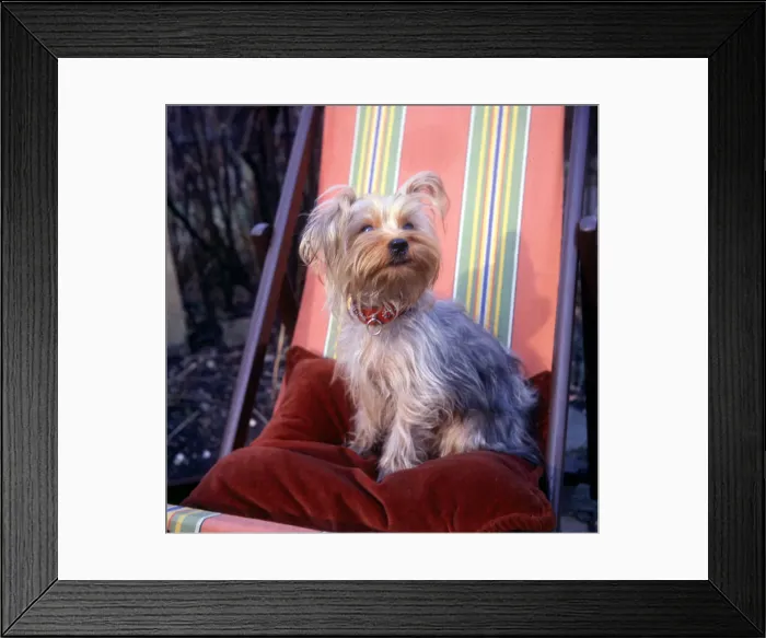 Framed Print : (insert) Framed Print : (insert)