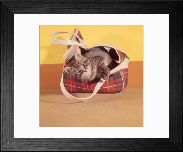 Framed Print : (insert) Framed Print : (insert)