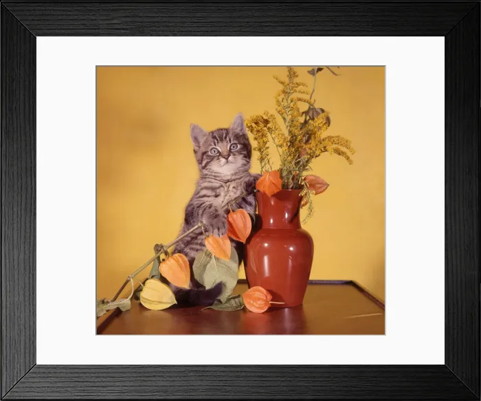 Framed Print : (insert) Framed Print : (insert)