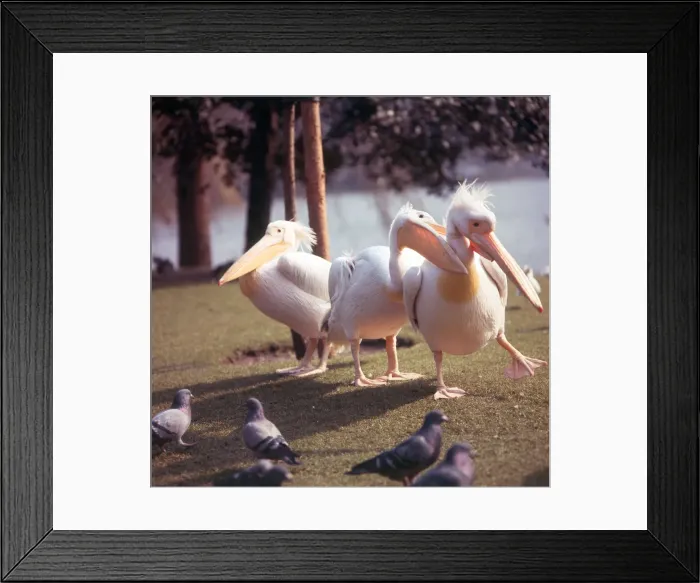 Framed Print : (insert) Framed Print : (insert)