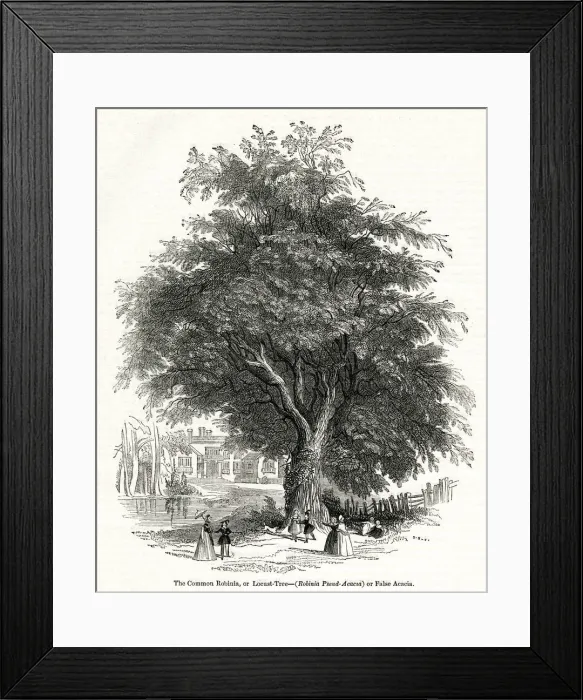 Framed Print : Acacia tree, Common Robinia or Locust Tree Framed Print : Acacia tree, Common Robinia or Locust Tree