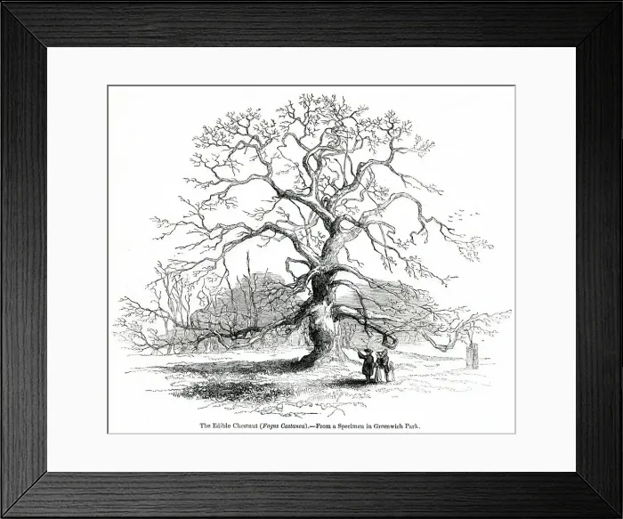 Framed Print : Edible chestnut tree, Fagus castanea Framed Print : Edible chestnut tree, Fagus castanea