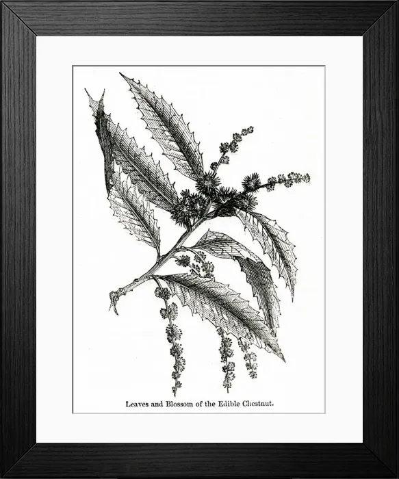 Framed Print : Leaves and blossom of edible chestnut, Fagus castanea Framed Print : Leaves and blossom of edible chestnut, Fagus castanea