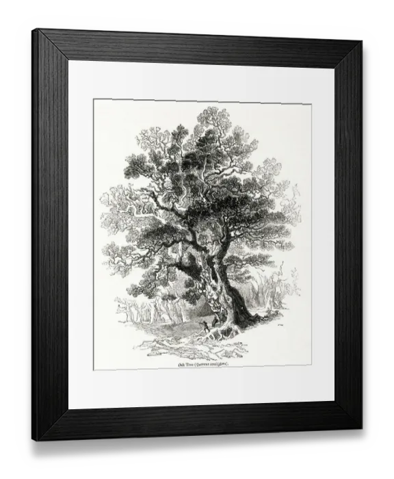 Framed Print : Oak tree (Quercus sessiliflora) Framed Print : Oak tree (Quercus sessiliflora)