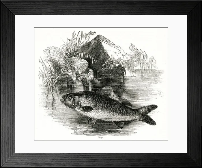 Framed Print : Carp. Date: 1842 Framed Print : Carp. Date: 1842