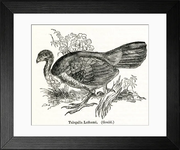 Framed Print : Talegalla Lathami or Brush Turkey, Australian bird Framed Print : Talegalla Lathami or Brush Turkey, Australian bird