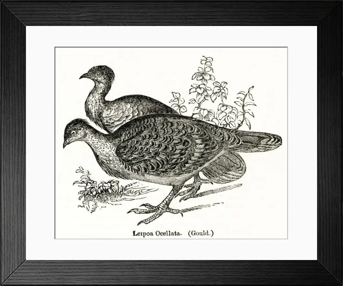 Framed Print : Leipoa Ocellata or Malleefowl, Australian bird Framed Print : Leipoa Ocellata or Malleefowl, Australian bird