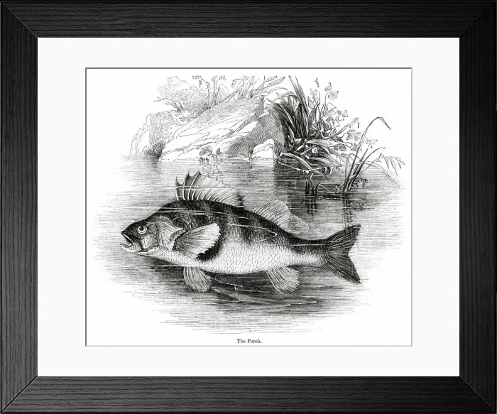 Framed Print : Perch.. 1842 Framed Print : Perch.. 1842