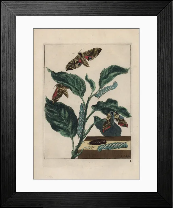 Framed Print : Eyed hawkmoth, Smerinthus ocellatus Framed Print : Eyed hawkmoth, Smerinthus ocellatus