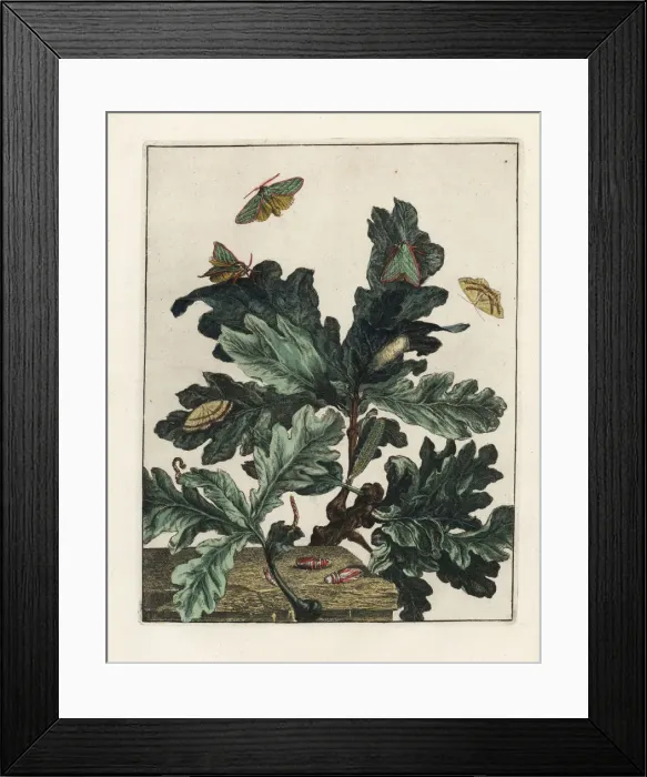 Framed Print : Green silver-lines and mocha moth feeding on maple leaves Framed Print : Green silver-lines and mocha moth feeding on maple leaves