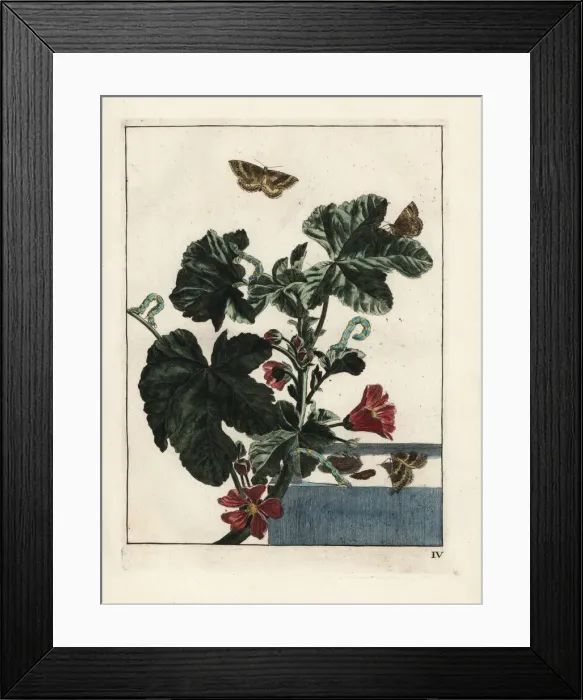 Framed Print : Mallow moth, Larentia clavaria, on Malva sylvestris Framed Print : Mallow moth, Larentia clavaria, on Malva sylvestris